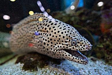 3DM速报：《巫师》新作虚幻5开发 国产悬疑《三伏》明年初发售